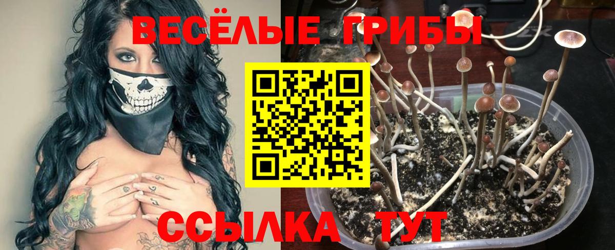 Псилоцибиновые грибы мицелий Волхов